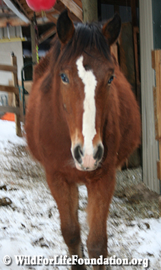 Rescued at 6 weeks old - orphan foal rescue